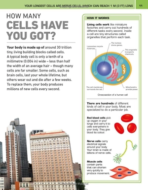 it can't be true! human body! : 1,000 amazing facts about you