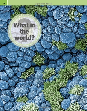 it can't be true! human body! : 1,000 amazing facts about you