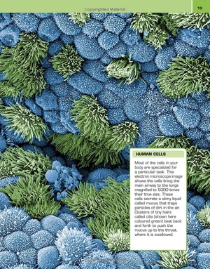 it can't be true! human body! : 1,000 amazing facts about you