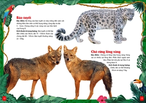 khám phá động vật 5 châu - châu á