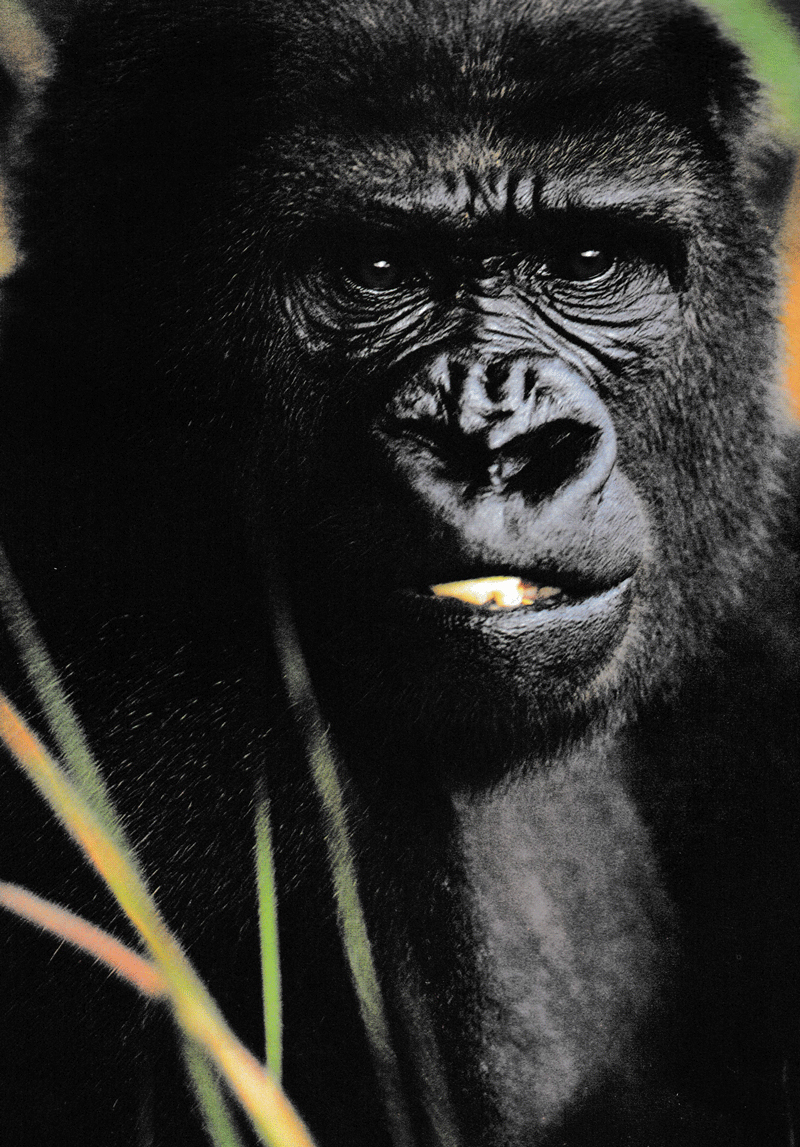 khám phá những bí ẩn về động vật (tái bản)