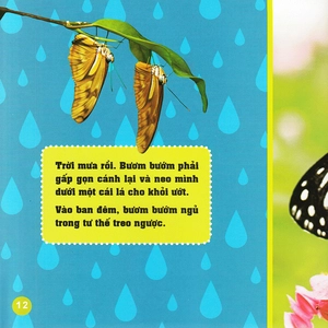 khám phá thế giới diệu kì - bươm bướm