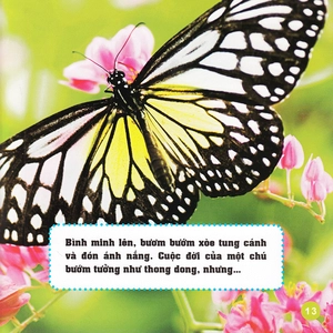 khám phá thế giới diệu kì - bươm bướm