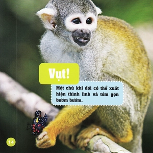 khám phá thế giới diệu kì - bươm bướm