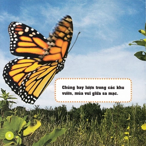 khám phá thế giới diệu kì - bươm bướm