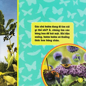 khám phá thế giới diệu kì - bươm bướm