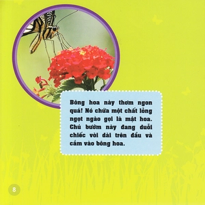 khám phá thế giới diệu kì - bươm bướm