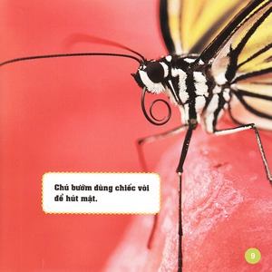 khám phá thế giới diệu kì - bươm bướm