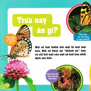 khám phá thế giới diệu kì - bươm bướm