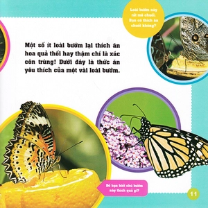 khám phá thế giới diệu kì - bươm bướm