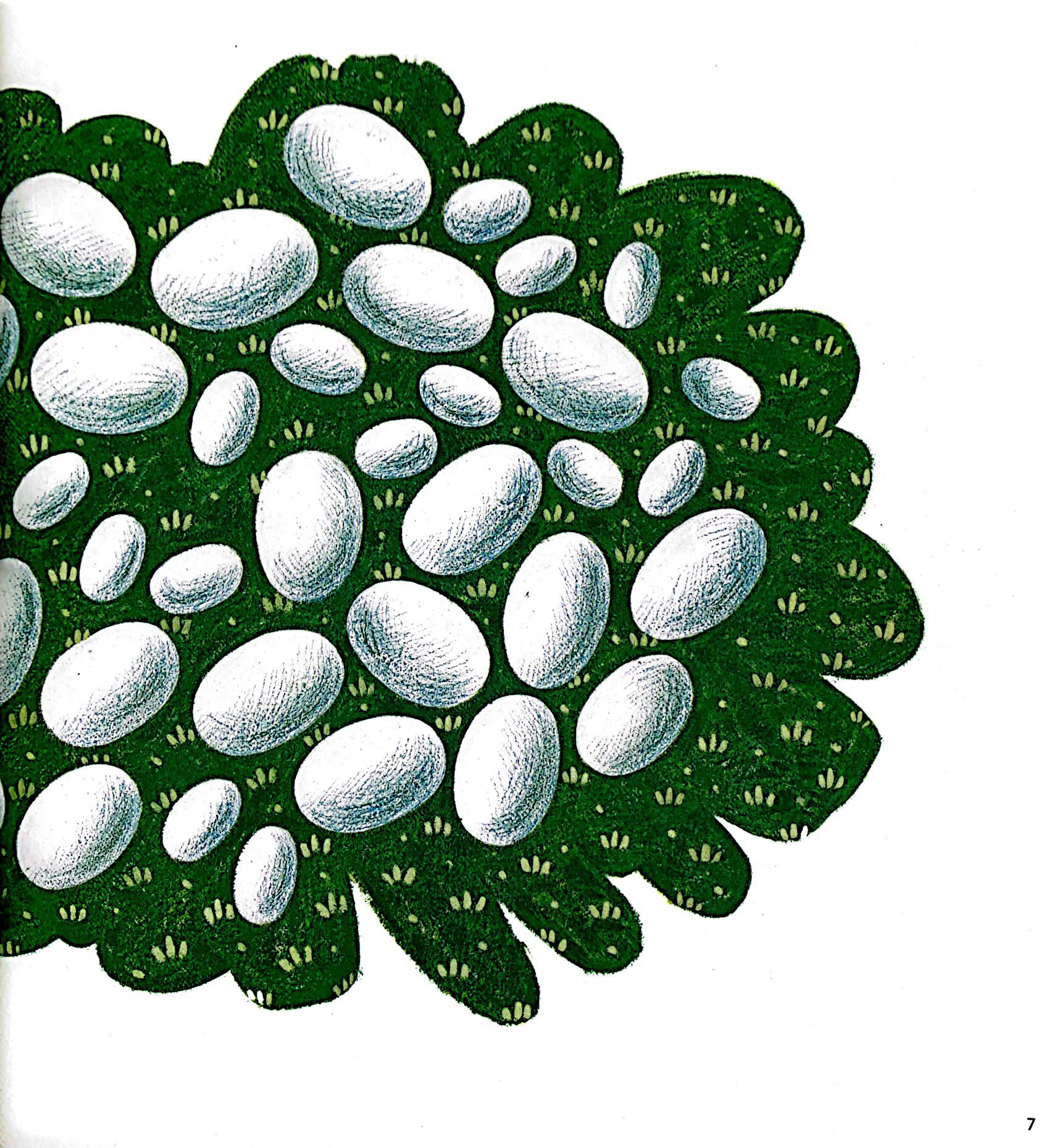 khám phá thế giới quanh em - luộc trứng hay rán trứng?