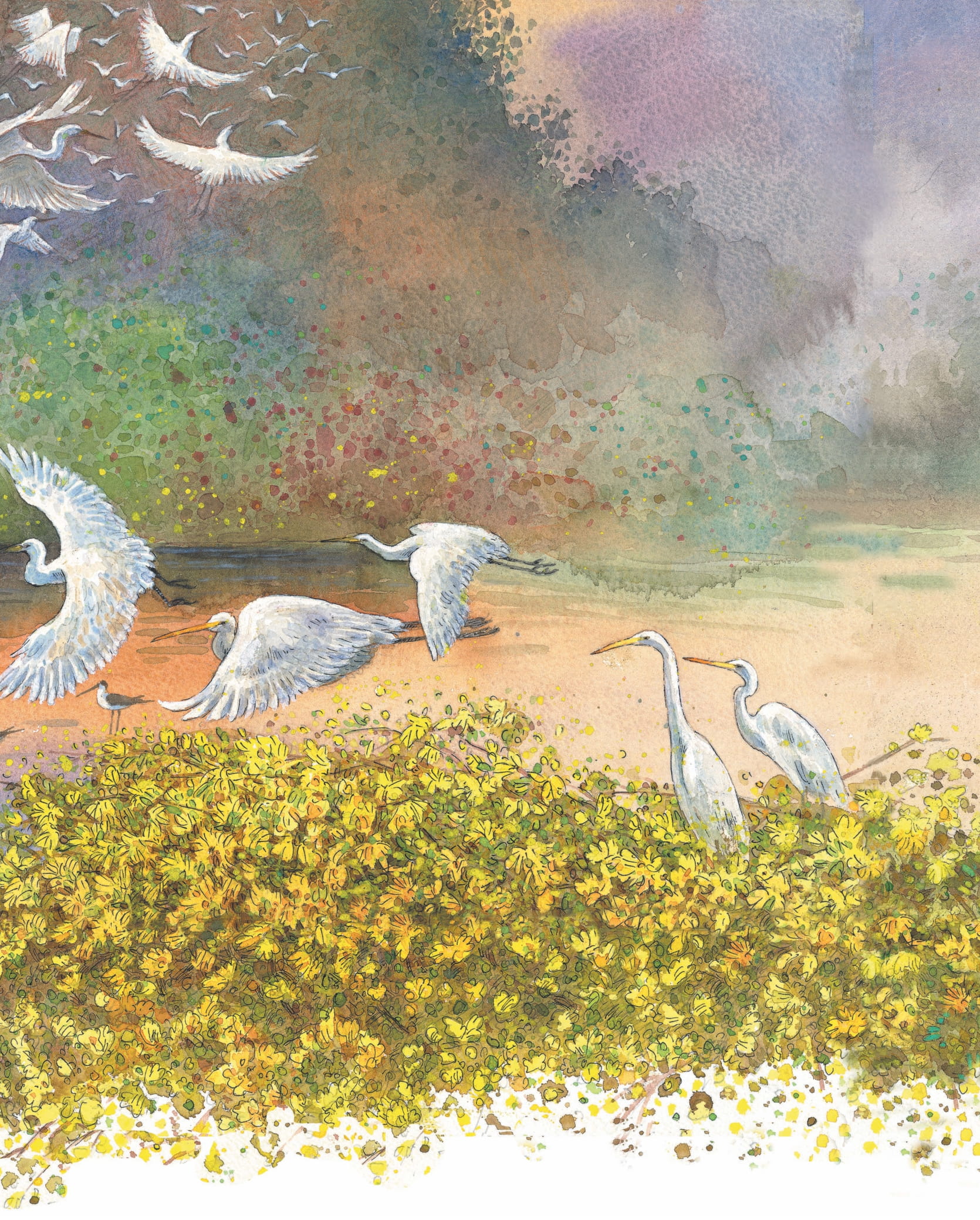 khẽ chạm vào tự nhiên - những quả trứng kì lạ