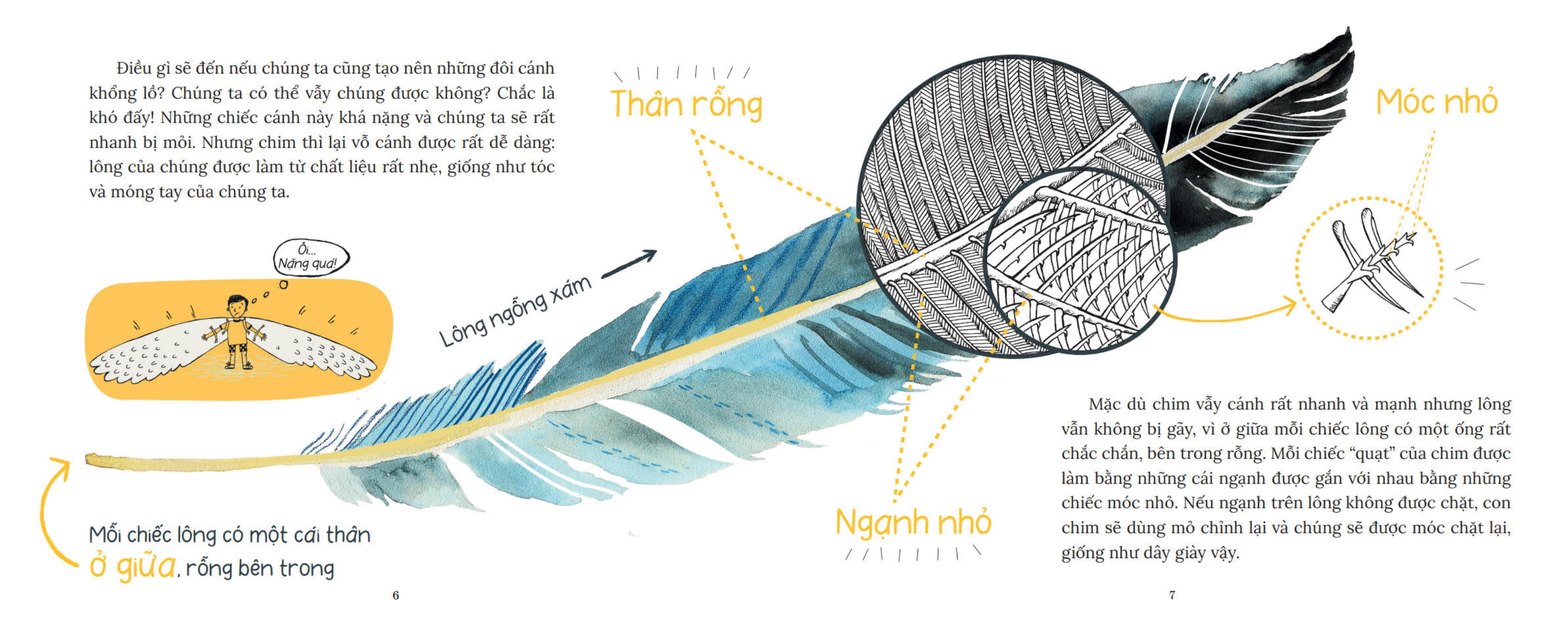 khoa học bỏ túi - tại sao chim bay không rơi?