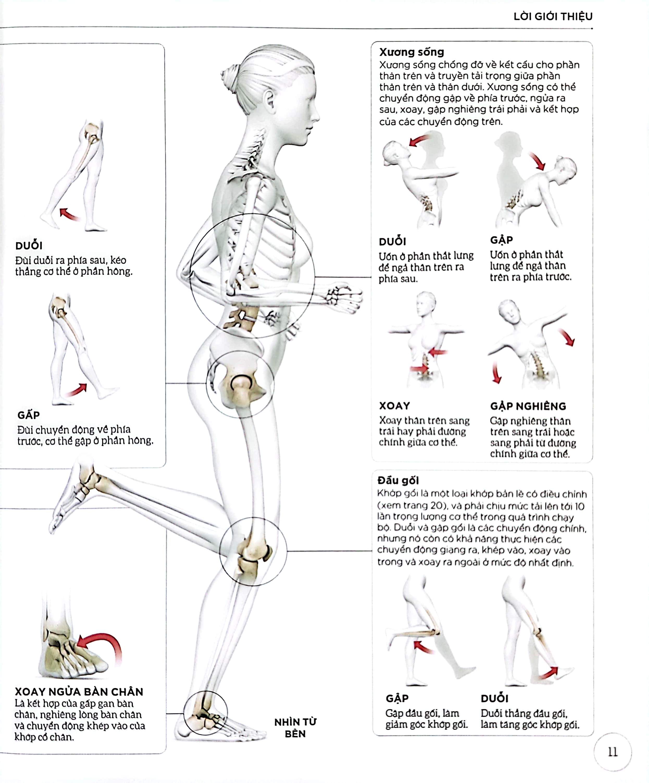 khoa học về chạy bộ - phân tích kỹ thuật, phòng ngừa chấn thương, đổi mới cách tập luyện - bìa cứng