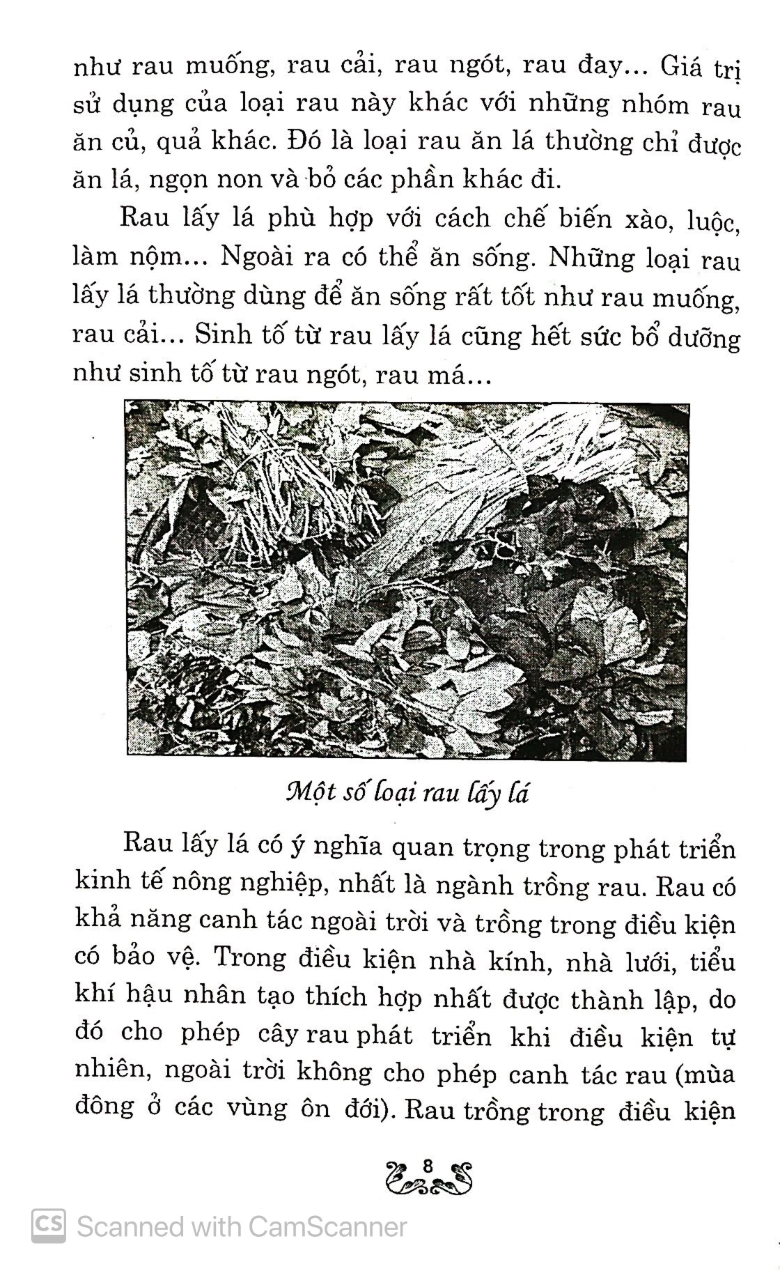 kỹ thuật trồng và chăm sóc rau lấy lá