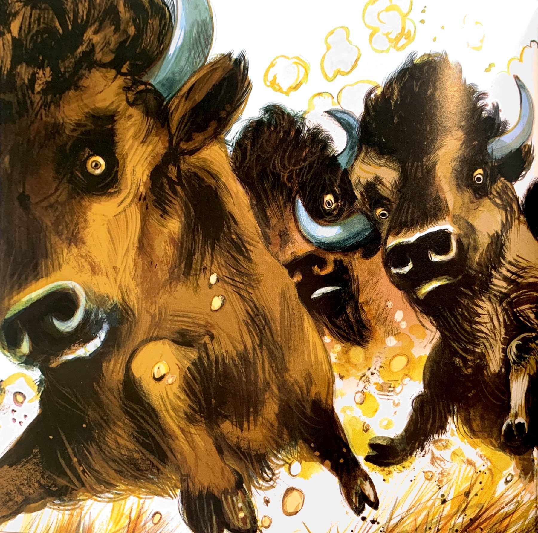 lại chuyện xóm gà - pitikok và bê rừng bé bỏng