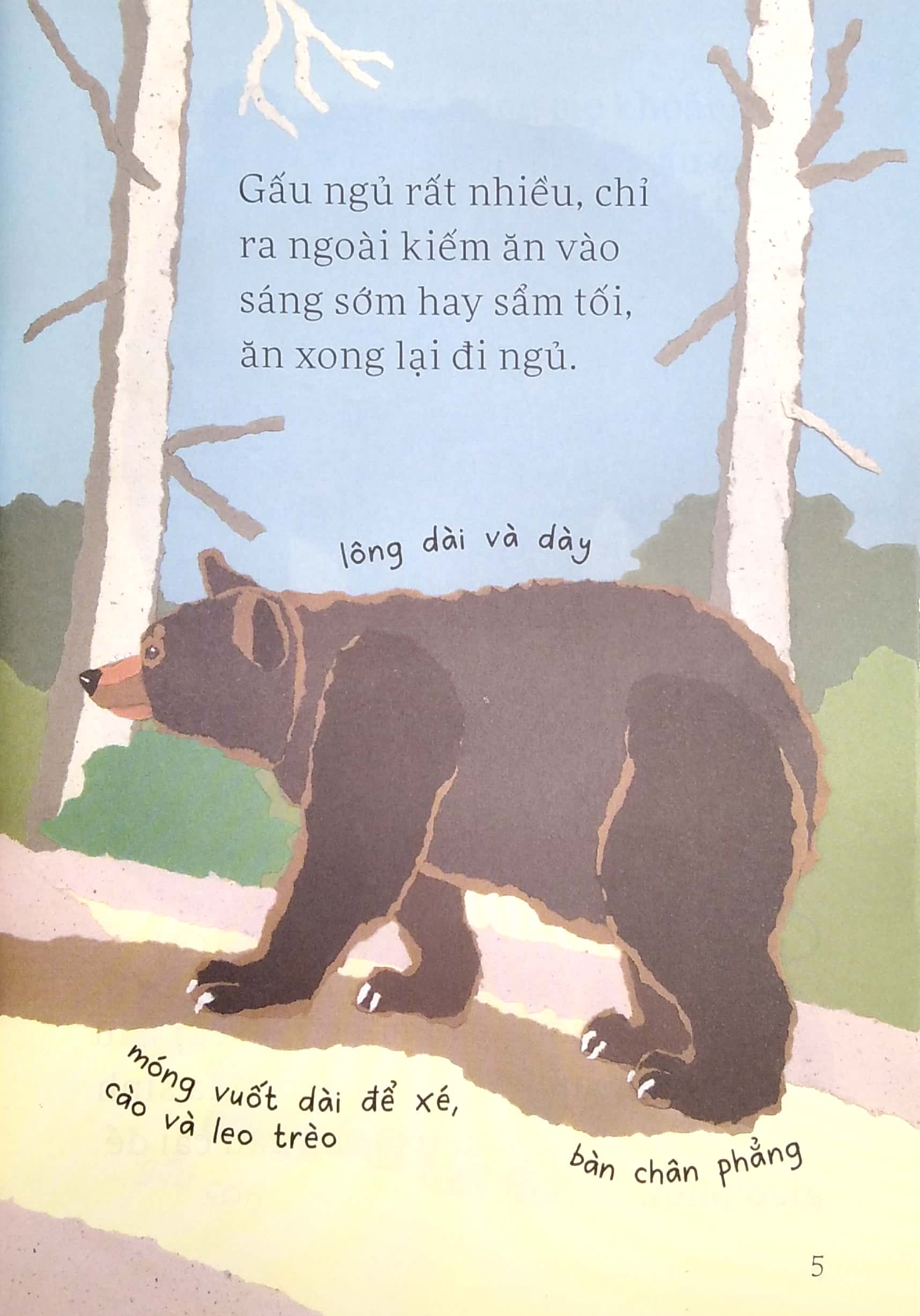 lâu đài khoa học của em - gấu đen có nguy hiểm không?