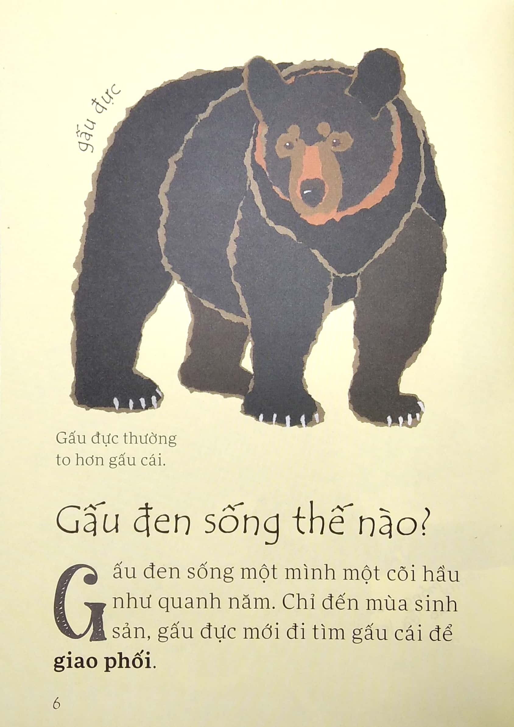 lâu đài khoa học của em - gấu đen có nguy hiểm không?