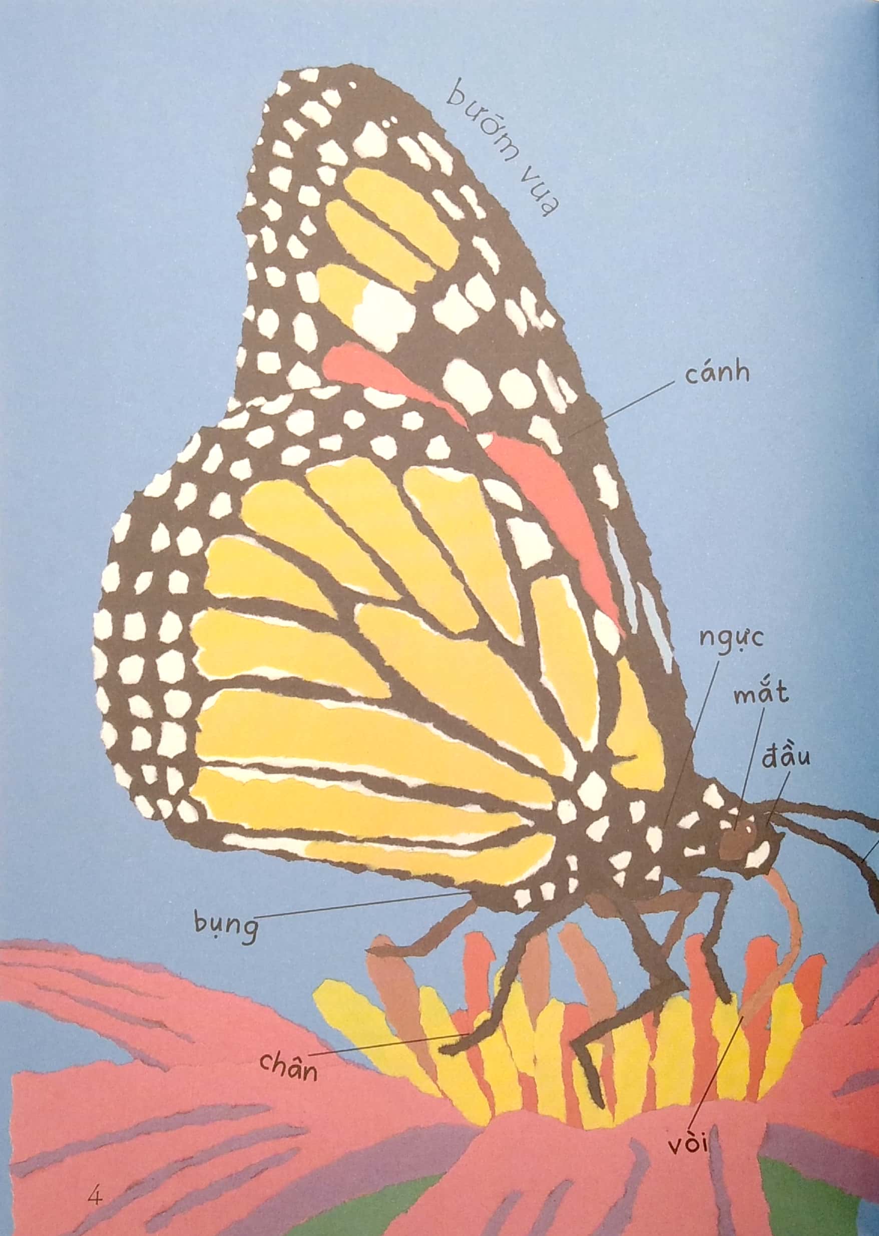 lâu đài khoa học của em - tại sao bướm vua lại di cư?