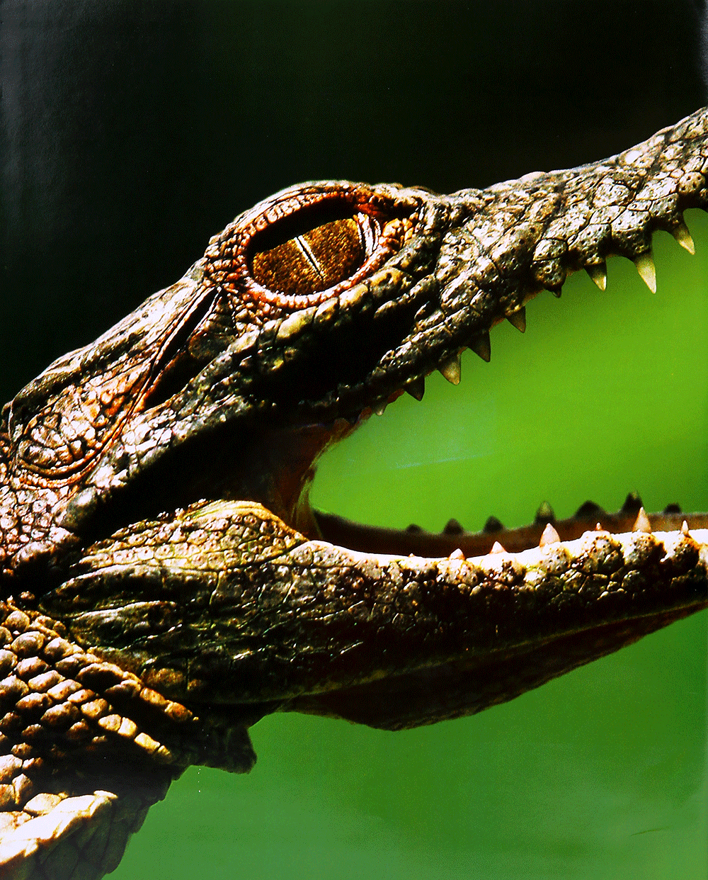 lịch sử tự nhiên