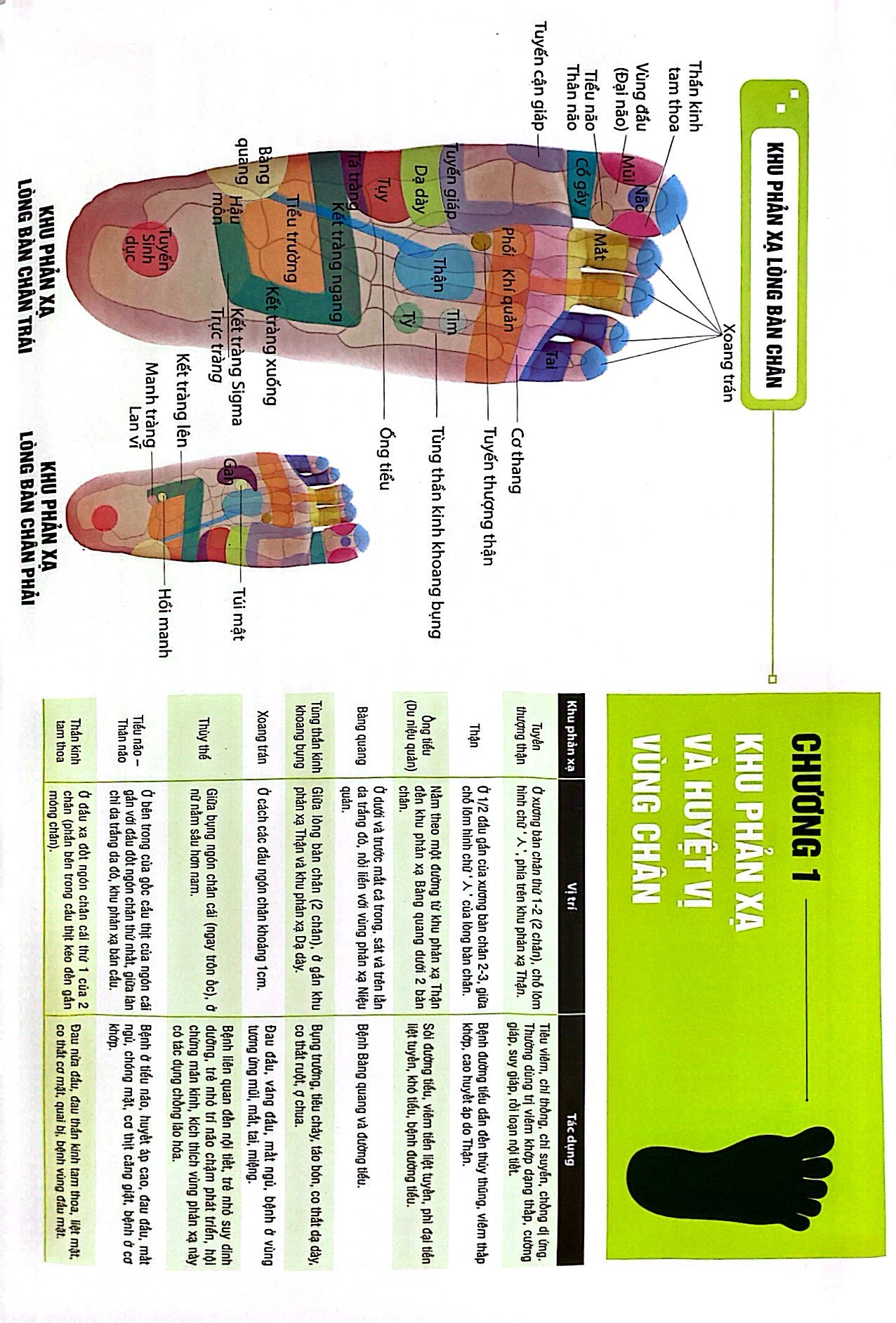 liệu pháp chữa bệnh toàn thân - khu phản xạ