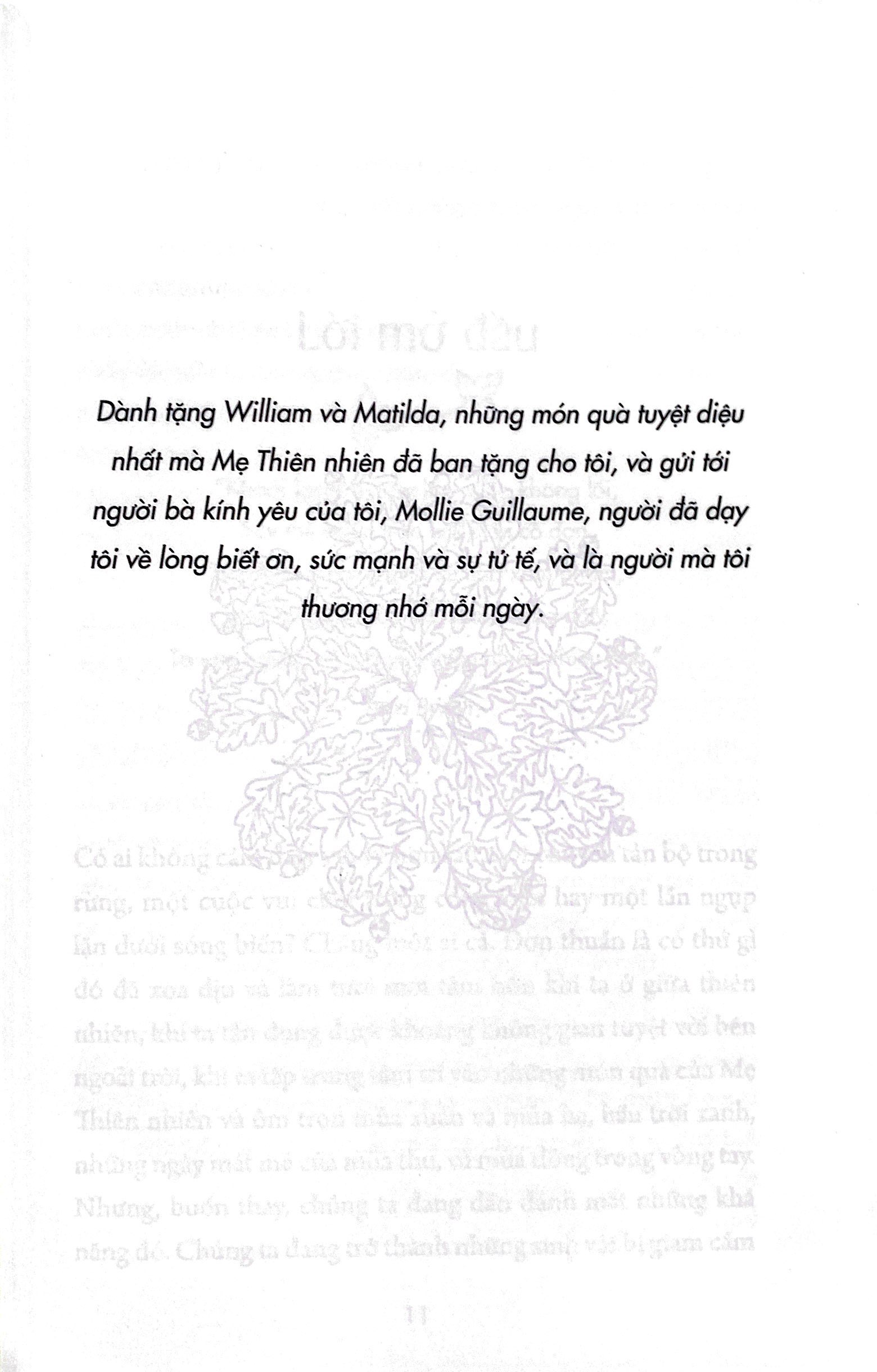 liệu pháp rừng - kết nối thiên nhiên và trở nên hạnh phúc hơn