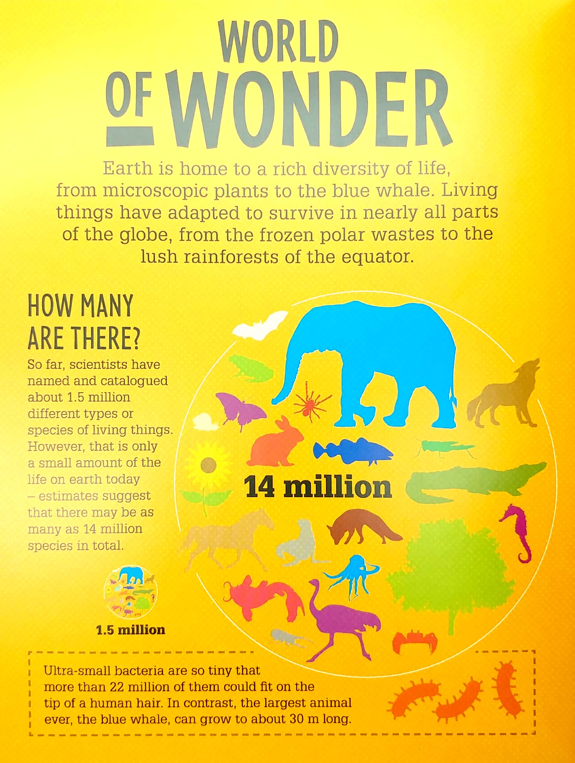 life on earth (infographics: how it works)