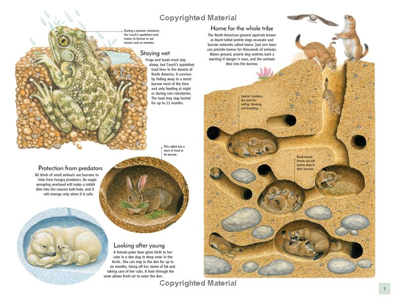life underground - tunnel into a world of wildlife