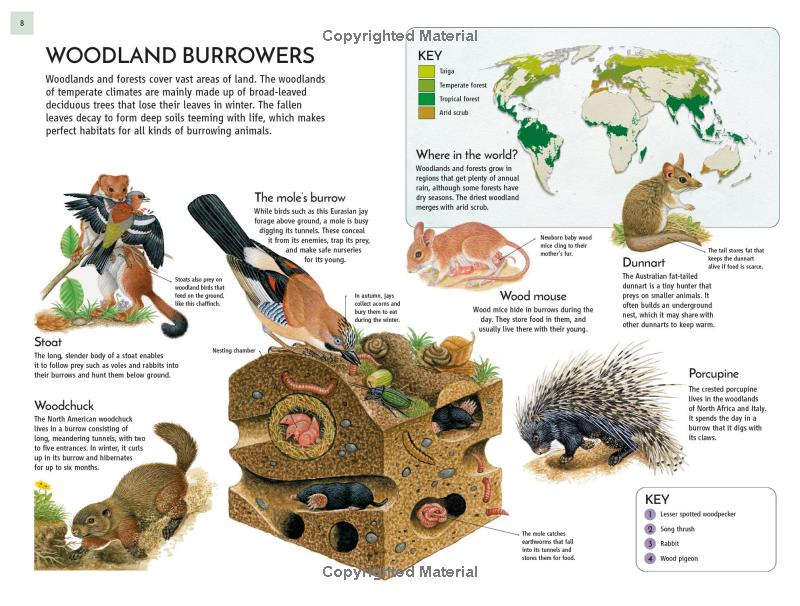 life underground - tunnel into a world of wildlife