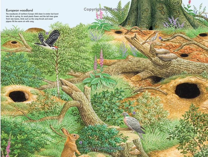 life underground - tunnel into a world of wildlife