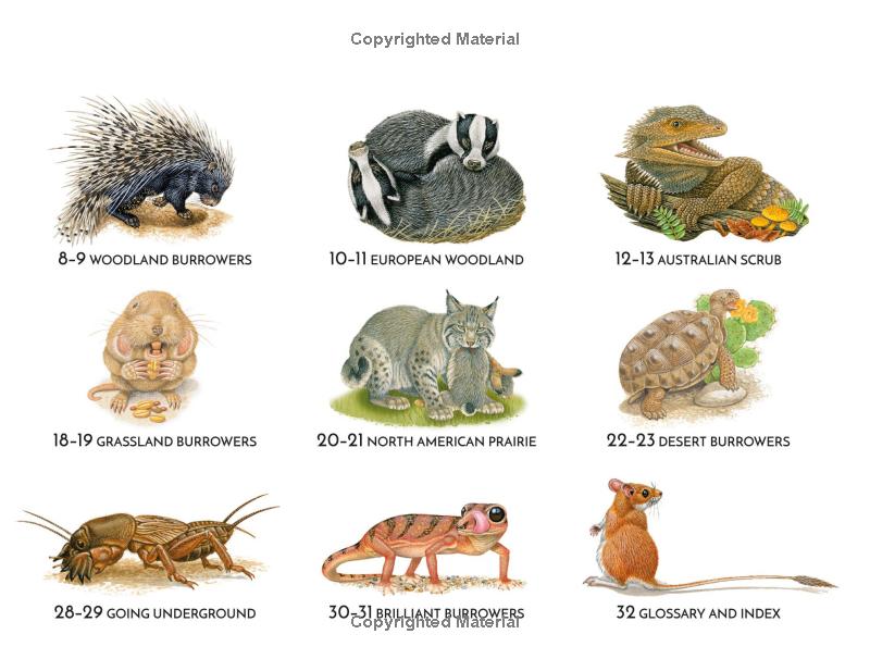 life underground - tunnel into a world of wildlife