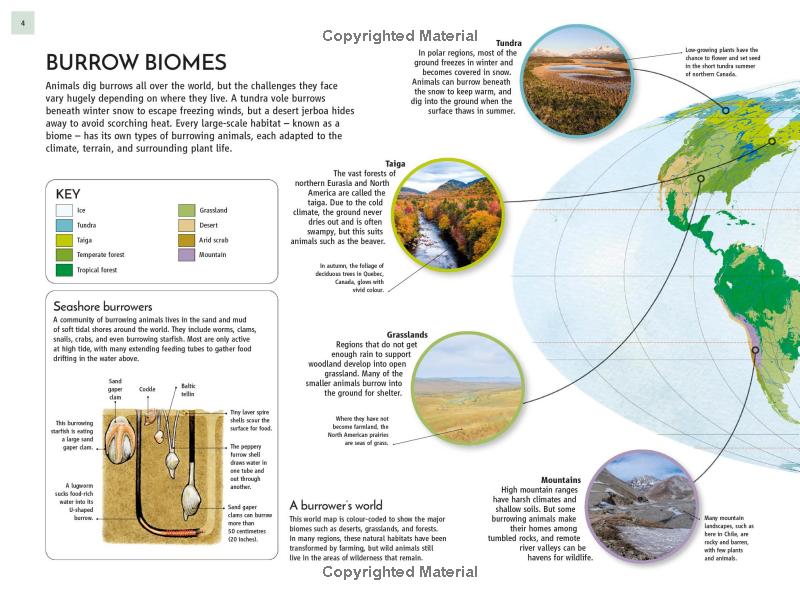 life underground - tunnel into a world of wildlife