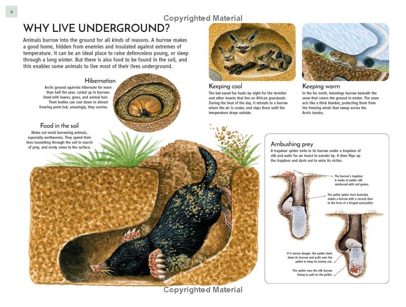 life underground - tunnel into a world of wildlife