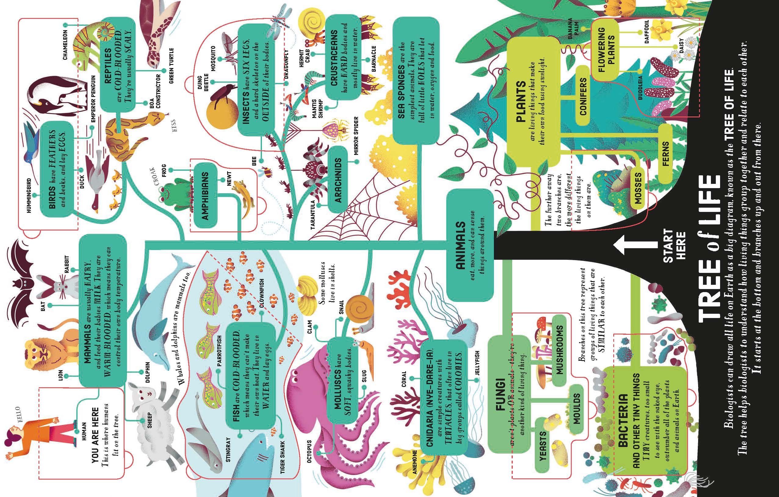 lift-the-flap biology