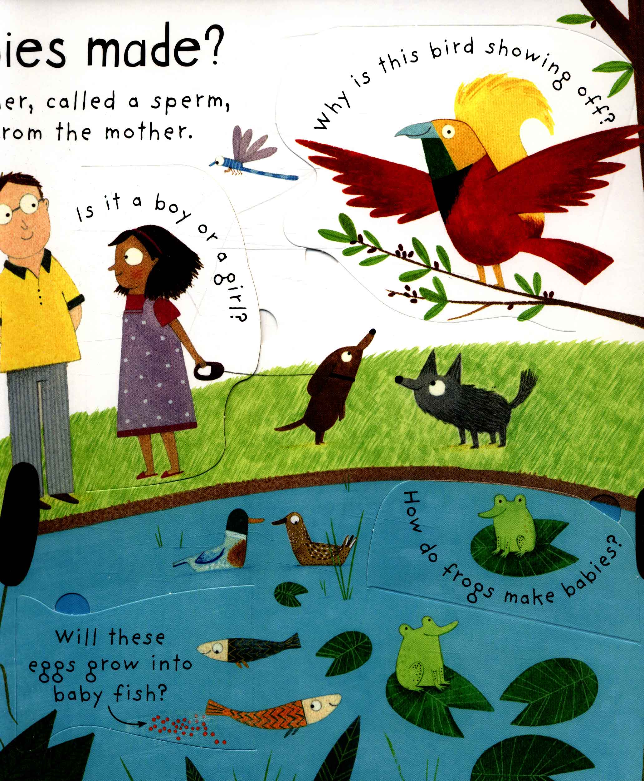 lift-the-flap first questions and answers where do babies come from?