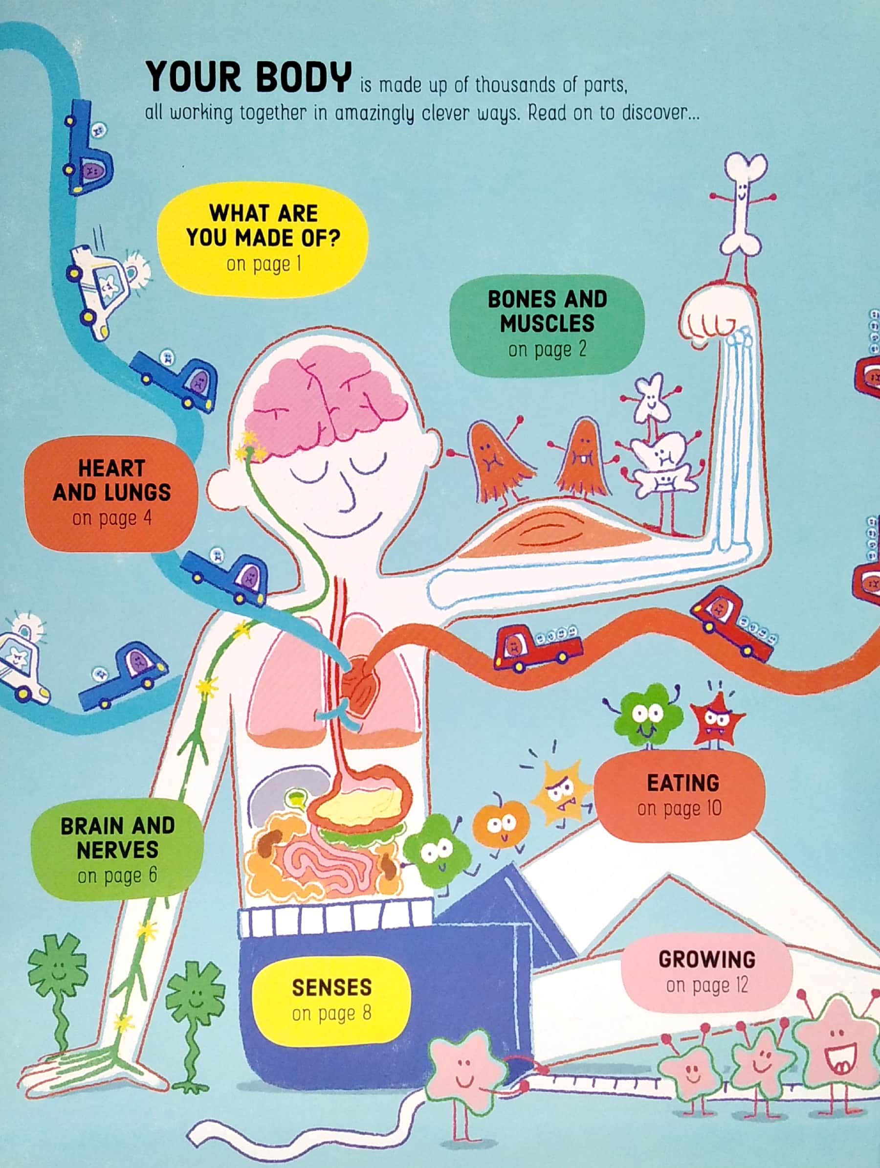 lift-the-flap how your body works