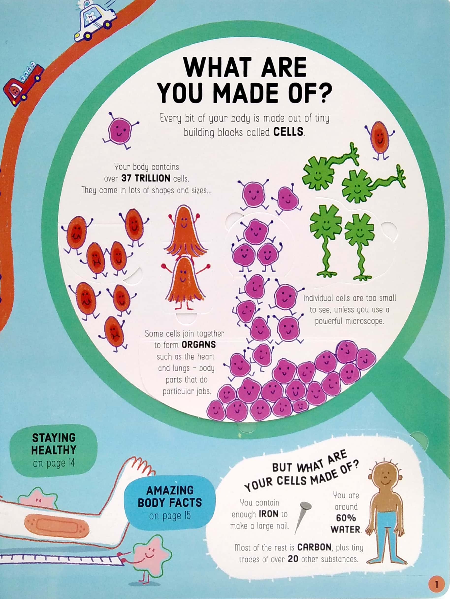 lift-the-flap how your body works