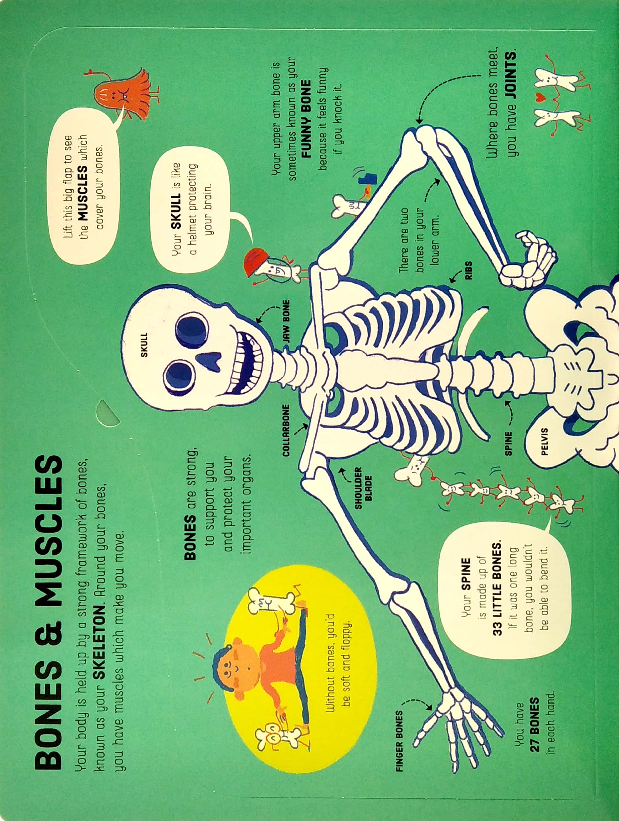 lift-the-flap how your body works