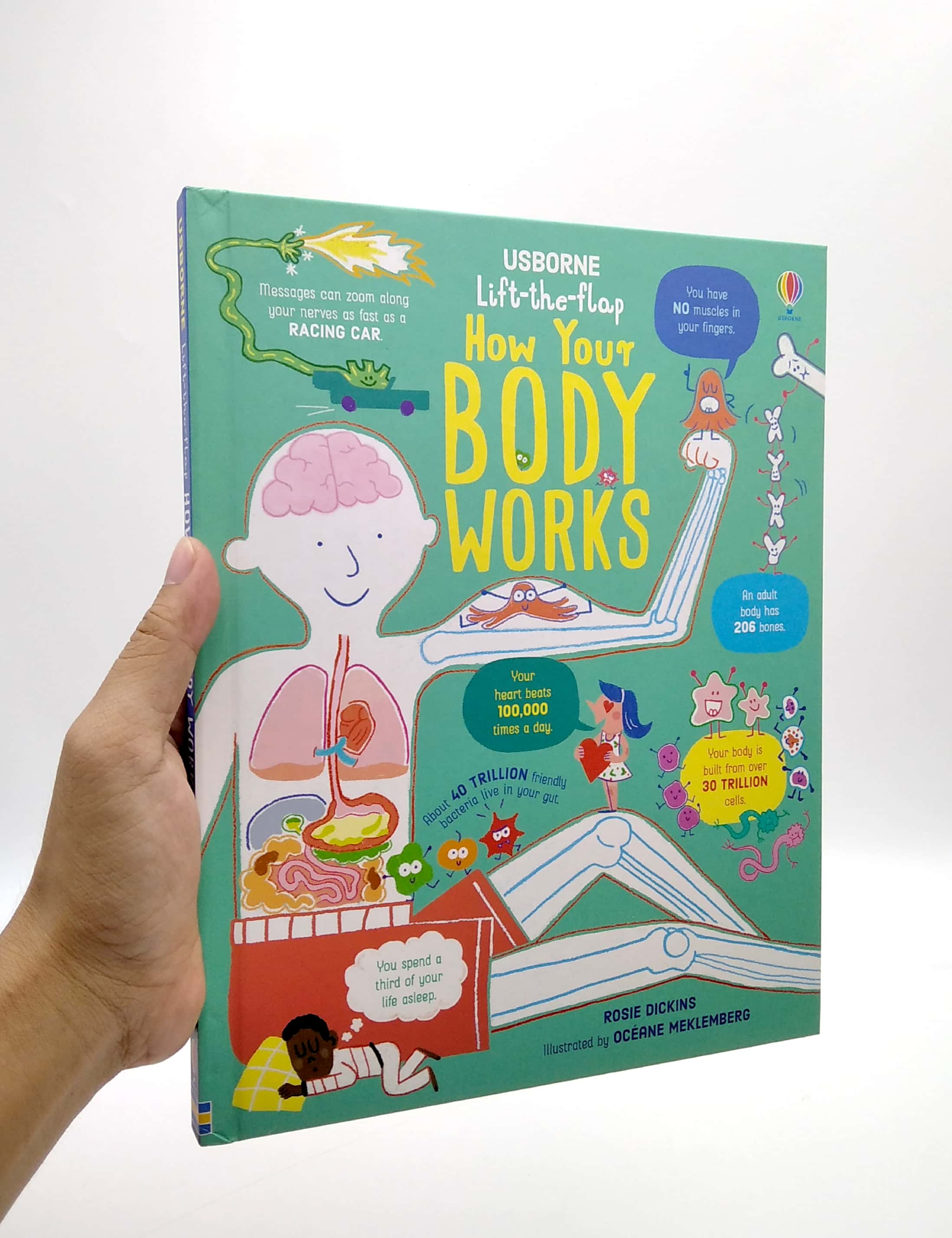 lift-the-flap how your body works