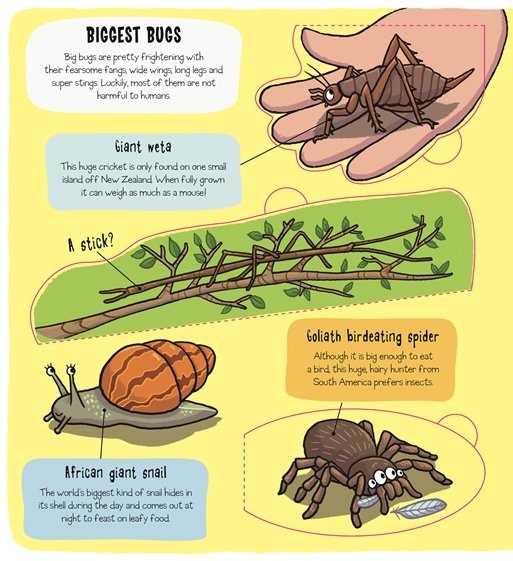 little explorers - bugs