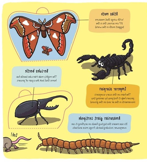 little explorers - bugs