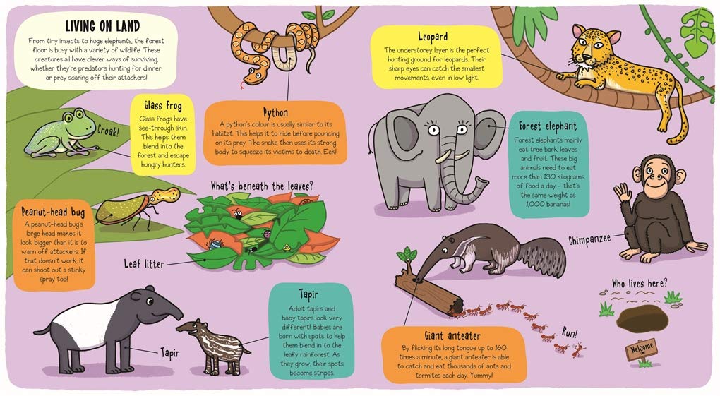 little explorers - in the rainfore