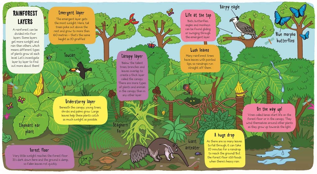 little explorers - in the rainfore