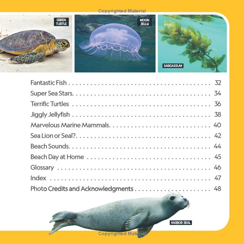 little kids first nature guide - explore the beach