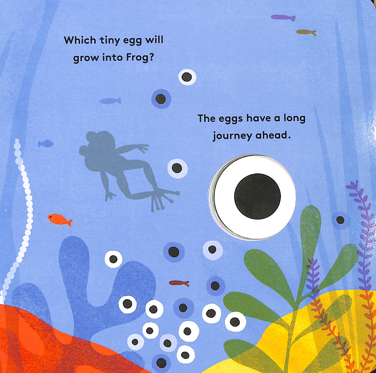 little life cycles - frog