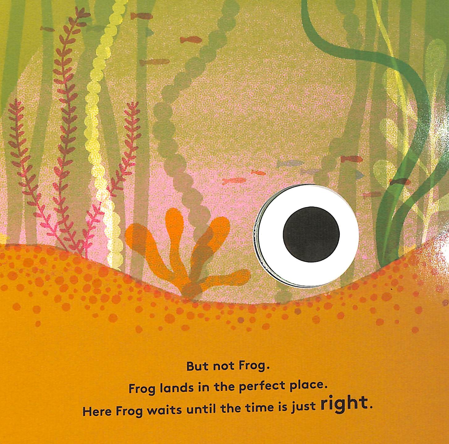 little life cycles - frog