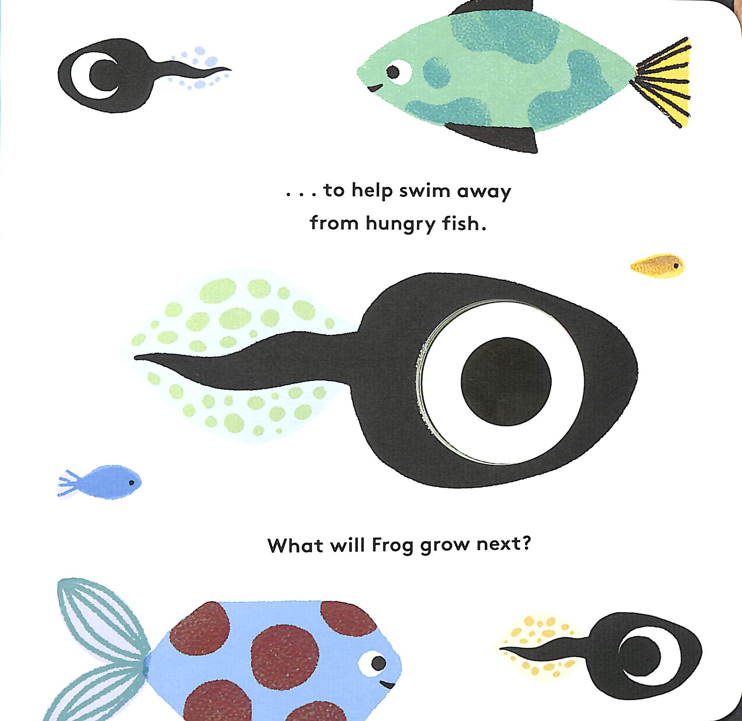 little life cycles - frog