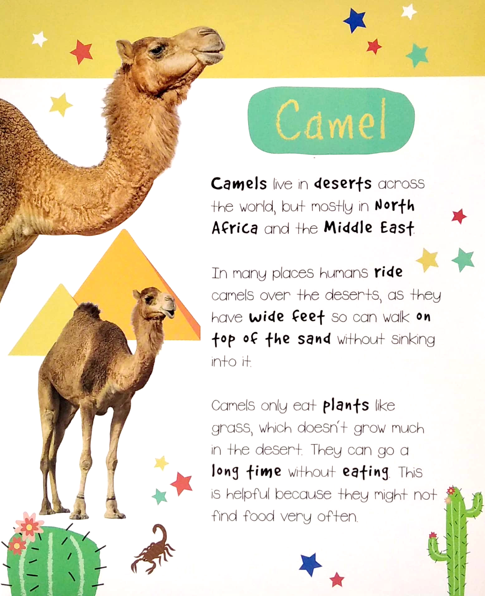 little wonders: desert animals - 5 puzzles