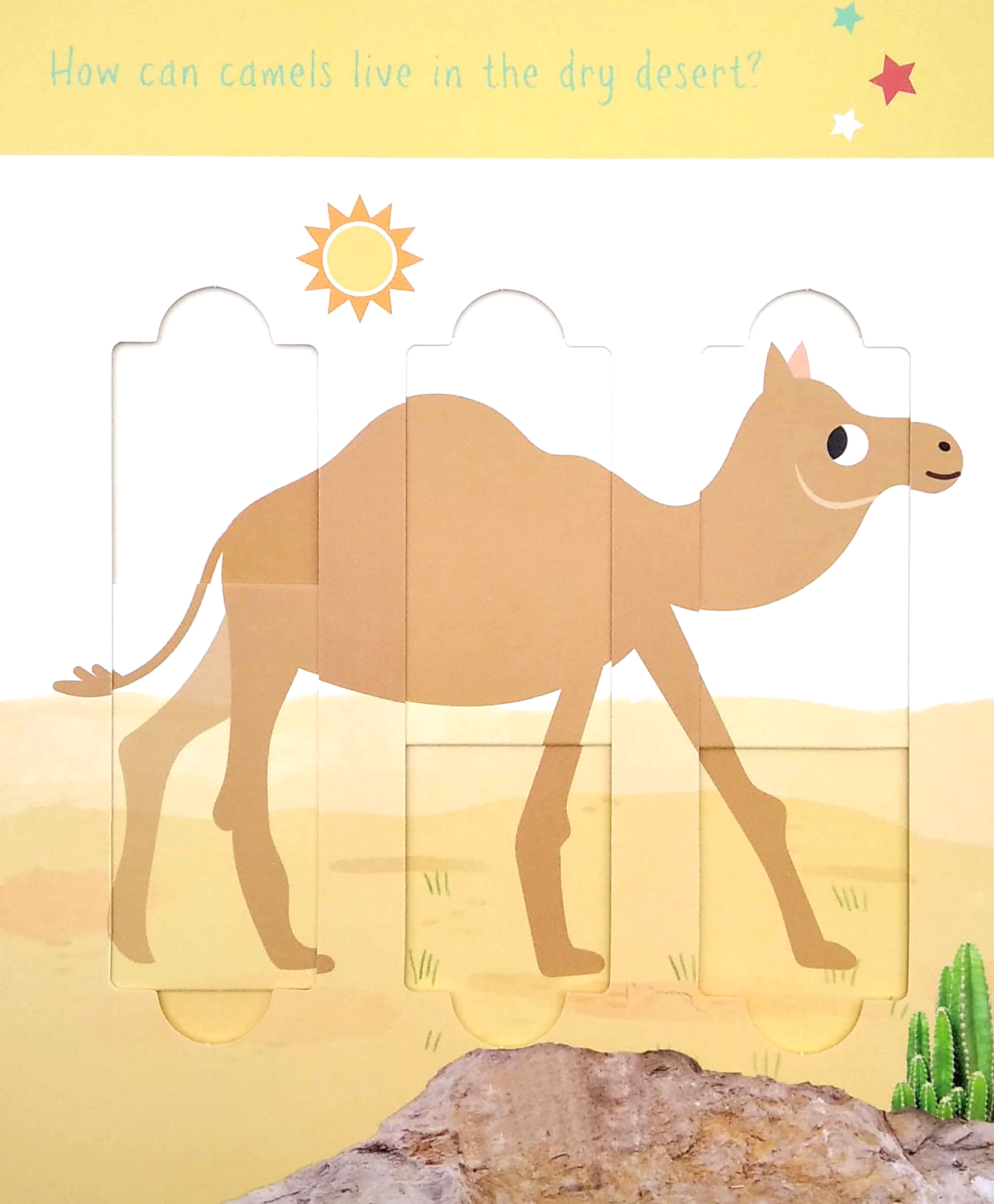 little wonders: desert animals - 5 puzzles