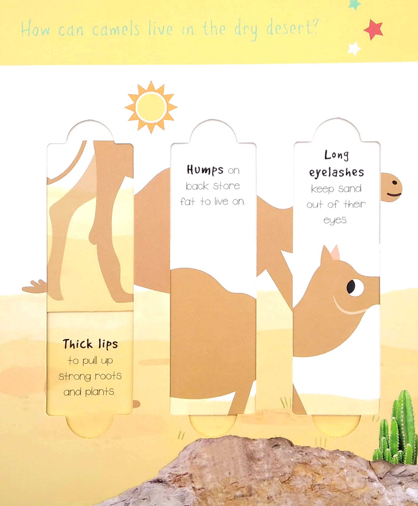 little wonders: desert animals - 5 puzzles